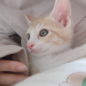 甘えん坊の茶トラ