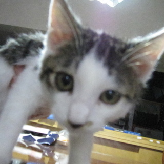 求む！抱っこで「まった～り」させてくれる方！