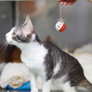 譲渡対象猫のご紹介