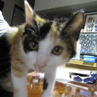 キュート！丸顔おめめパッチリミケニャン