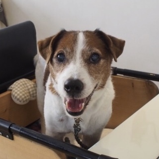 ジャックラッセル高橋くん