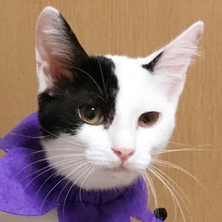 人馴れ★美猫な白黒個性的柄★ピノコちゃん