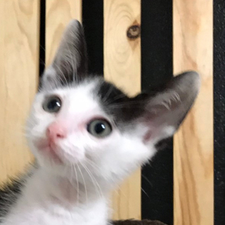 人馴れ！前髪真ん中分け白黒男子★ロイ