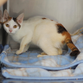 譲渡対象猫のご紹介