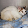 譲渡対象猫のご紹介 サムネイル2