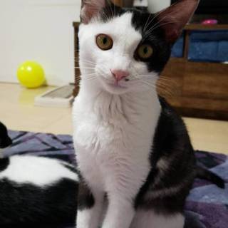 里親さん、決定しました。ありがとうございます！