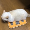 体重管理してますから！（5.4kg）