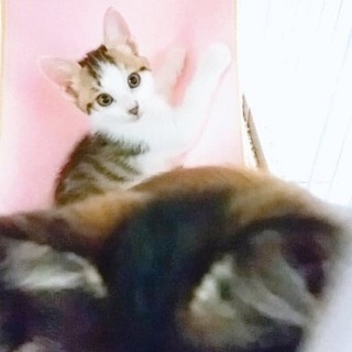 生後2ヵ月：好奇心旺盛カプリコ