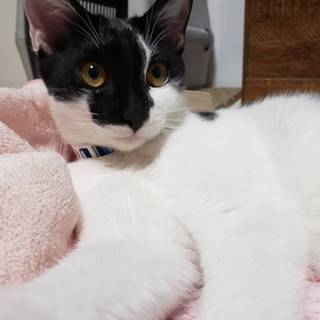 里親さん、決定しました。ありがとうございます！