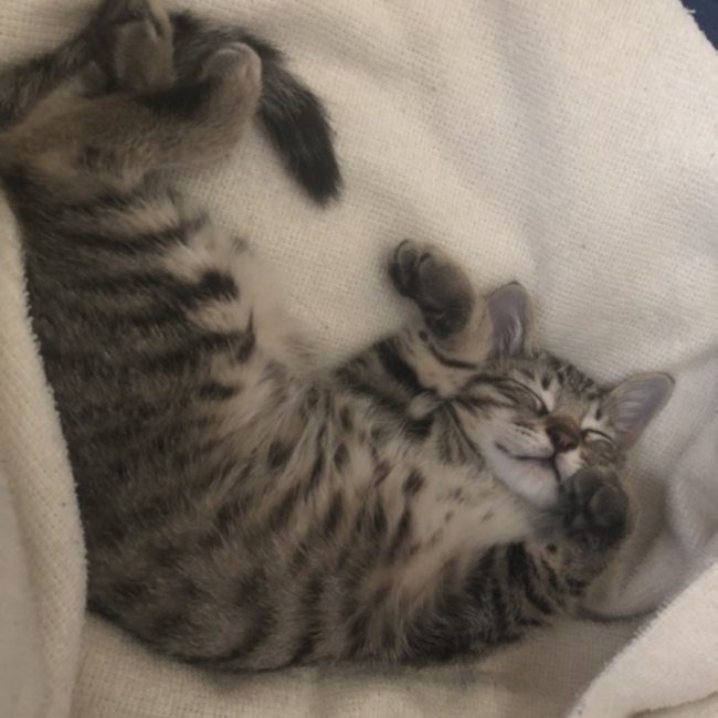 sqyaのカバー写真