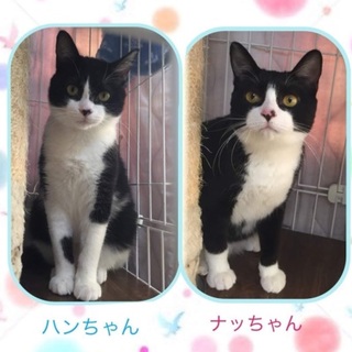 里親様決まりました。ありがとうございました。