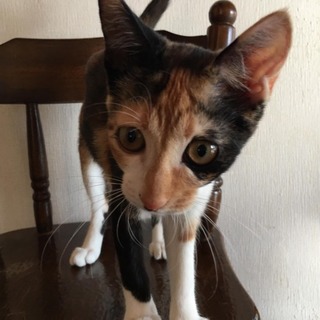 ずっとのおうちがみつかりました(^^)