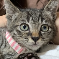どんちゃん