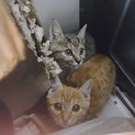 まるどら茶トラと麦わら姉妹里親募集！！