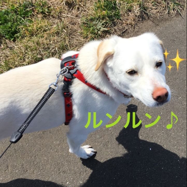 天気の良い日にふたりでお散歩