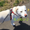 天気の良い日にふたりでお散歩