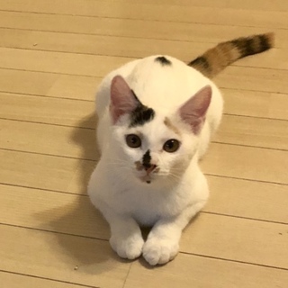 【11/10月島】スリゴロ甘えん坊三毛のエビちゃん