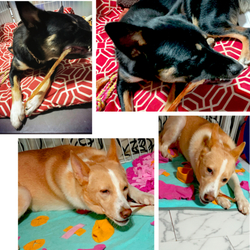 「馬アキレス...ロング」サムネイル1