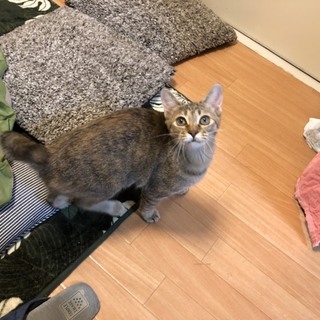 みどりちゃん里親さん決定しました！