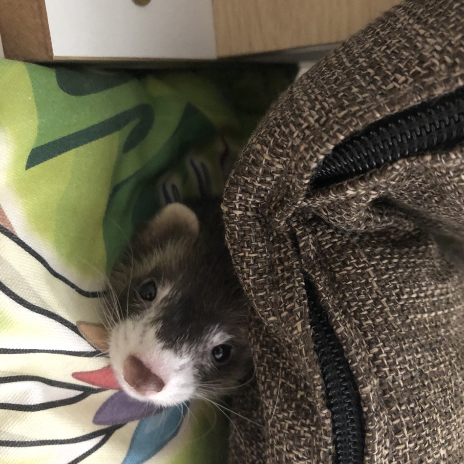 ray のカバー写真