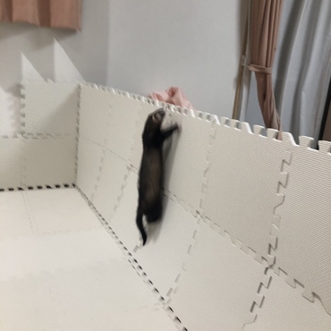 ジャーンプ！！