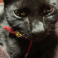 キンカン