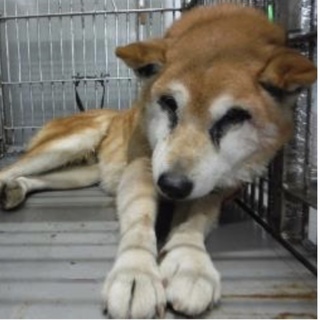 飼い主様のお迎えがありました。 柴犬♂267