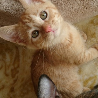 むっちりおっとりのフリーダちゃん