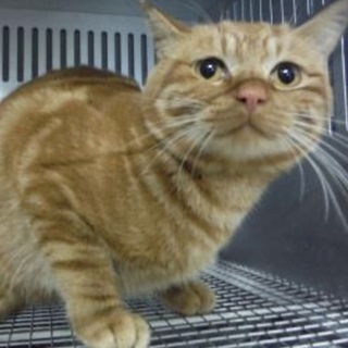 里親様に迎えられました。成猫 268