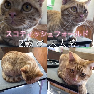 ２歳♂のスコティッシュフォールドです