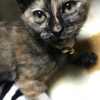 【交渉中】血液検査済！サビ猫ちゃん(♀)