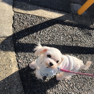 とても小さなマルチーズ　マシュマロ