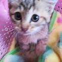 子猫のお家探してます。