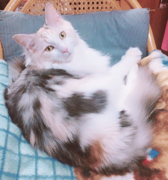 ロア