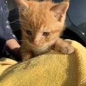 茶トラ 子猫 男の子 生後１ヶ月