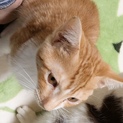 2～3ヶ月小さめ子猫