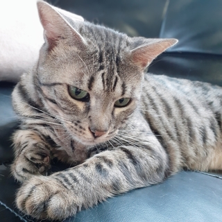 ベンガル７才の女の子