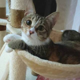 【11/10東日本橋】可愛い三毛猫♡むぎちゃん