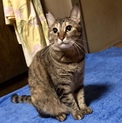 温和で優しい！でもビビリ！