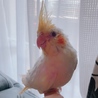 ぴのぽん