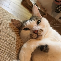 さよちゃん