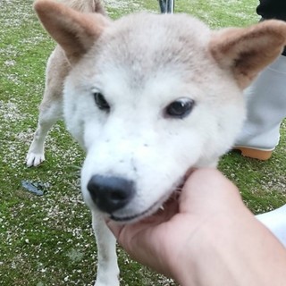 引き出しました【時間がありません。飼い主持ち込み】