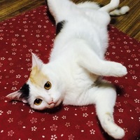 みかん