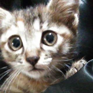 女の子の赤ちゃん！弟もいます！２〜３月位です