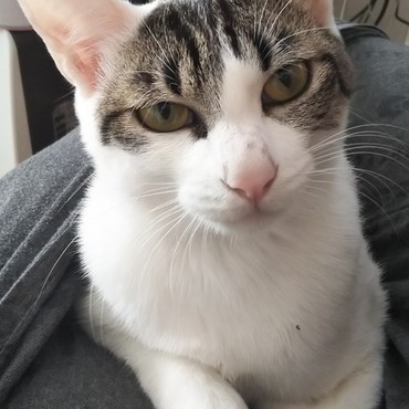 the 美人   ワンピースに包まってきて甘えるキナコ