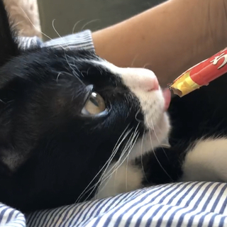 【11/10月島】ハチワレハッチと三毛のナナ兄妹