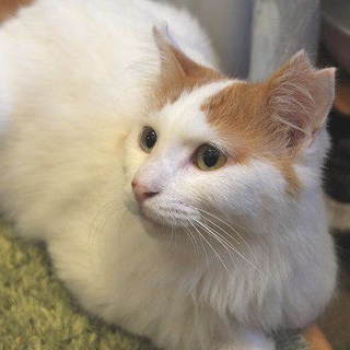 スリスリ人慣れした女の子：シロちゃん