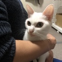 シャイで甘えん坊、真っ白な美猫さん「ゆきちゃん」