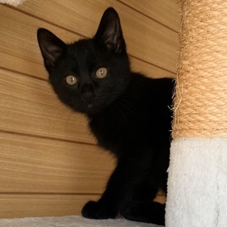 【黒みつ】おかげ様で里親さまが決まりました！