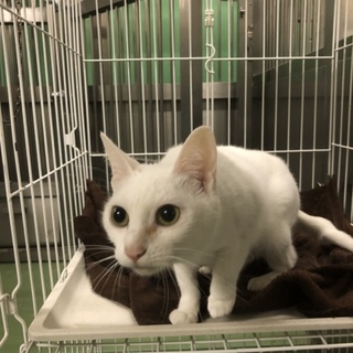 真っ白な美猫さん、甘えん坊の「ねねちゃん」